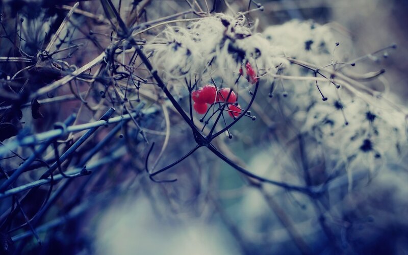 Red berries on winter branches
