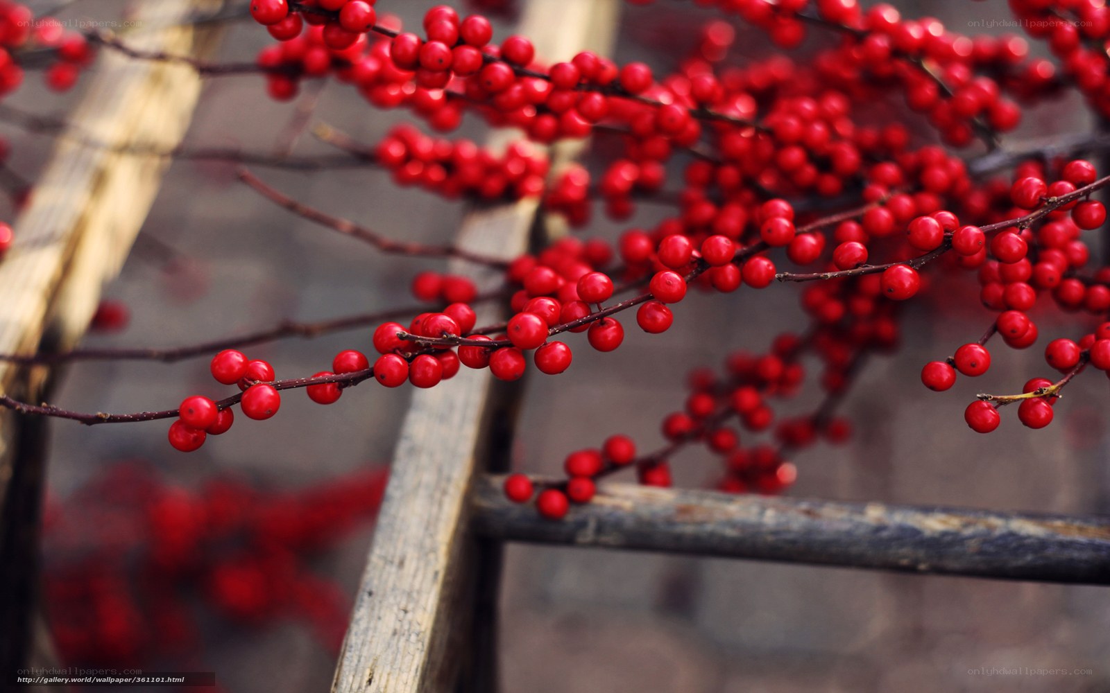 Red berries on wooden structure