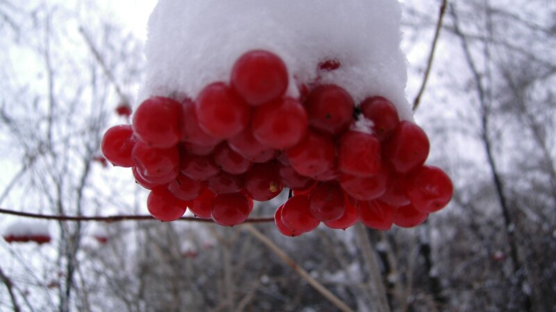 Red berries under snow
