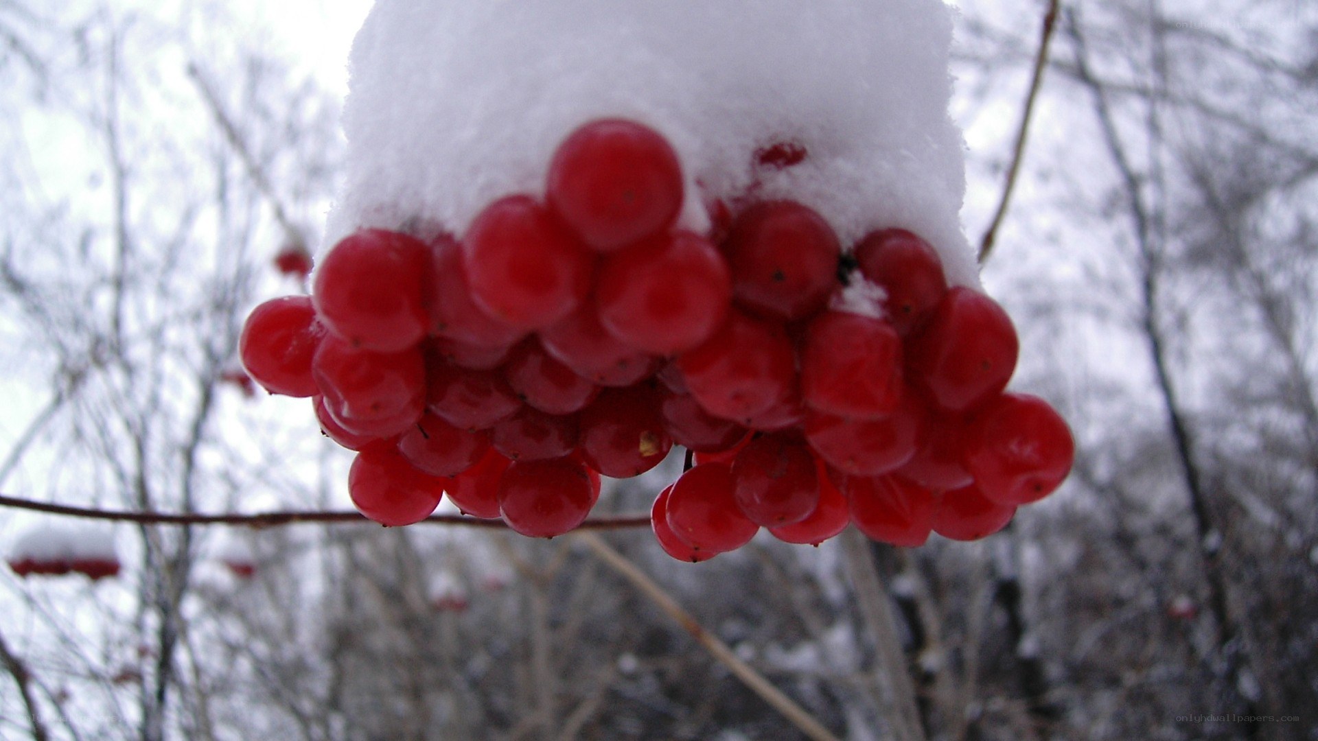 Red berries under snow