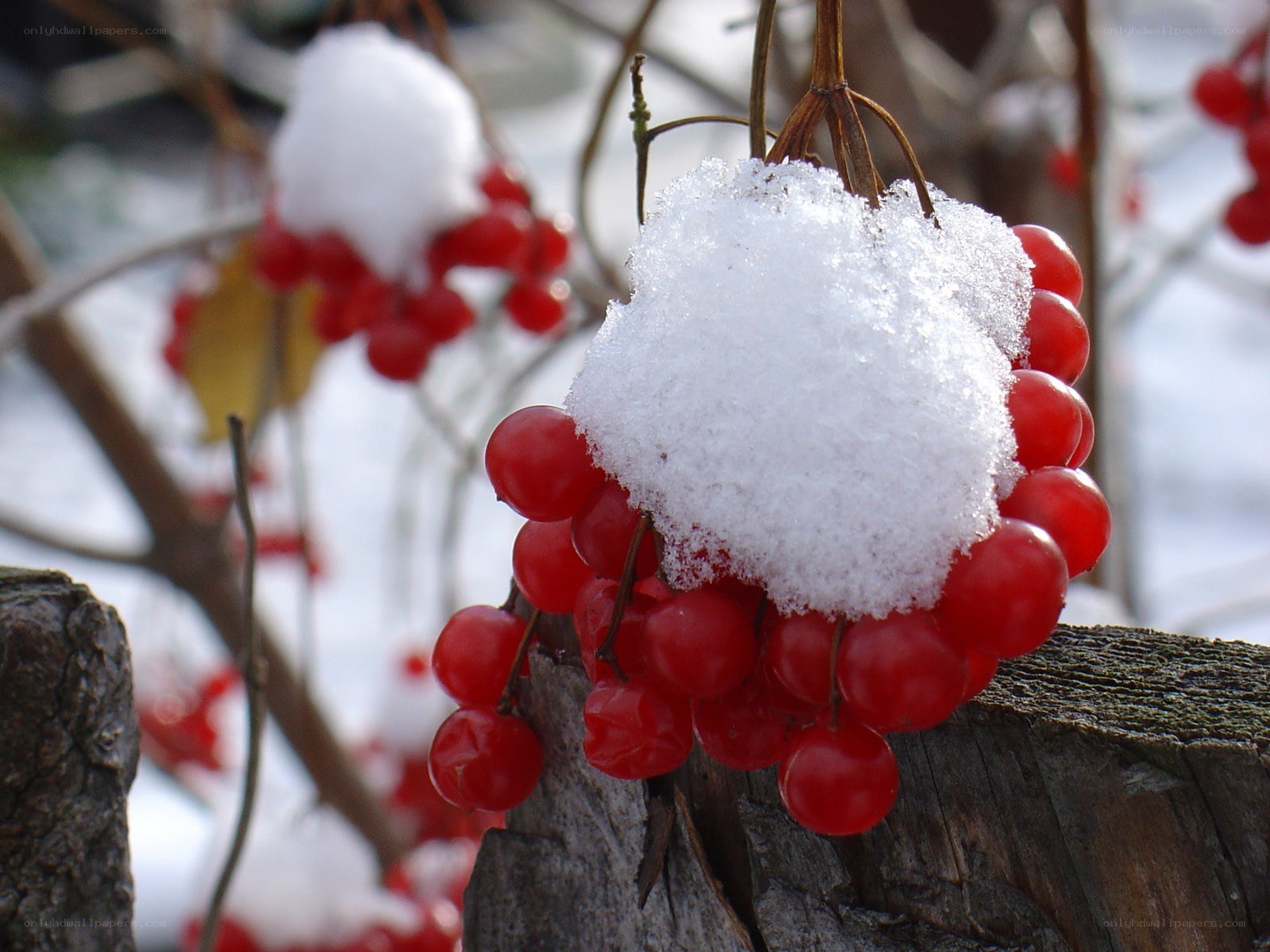 Red berries under snow