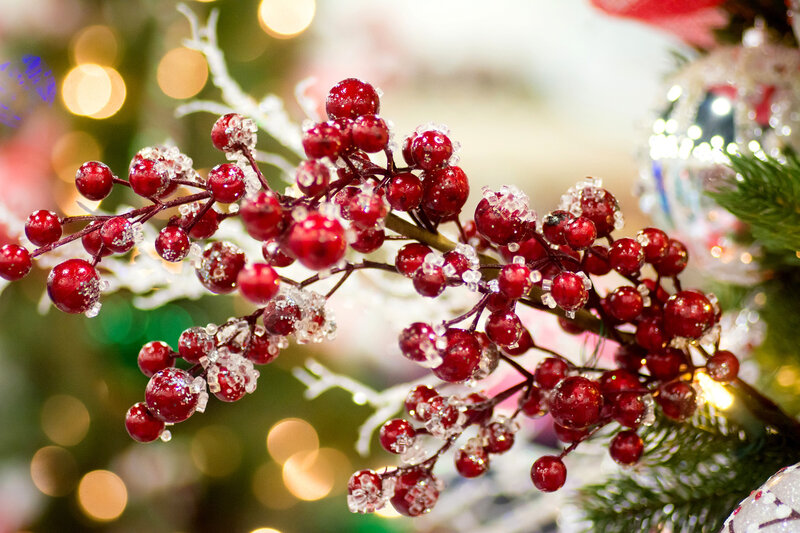 Red Berries with Frost