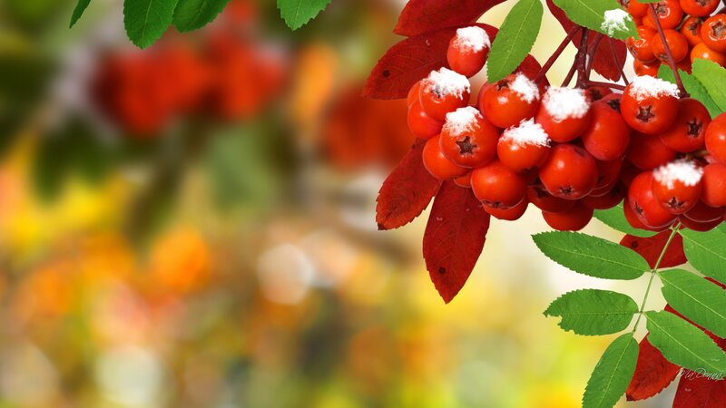Red Berries with Snow — Calm