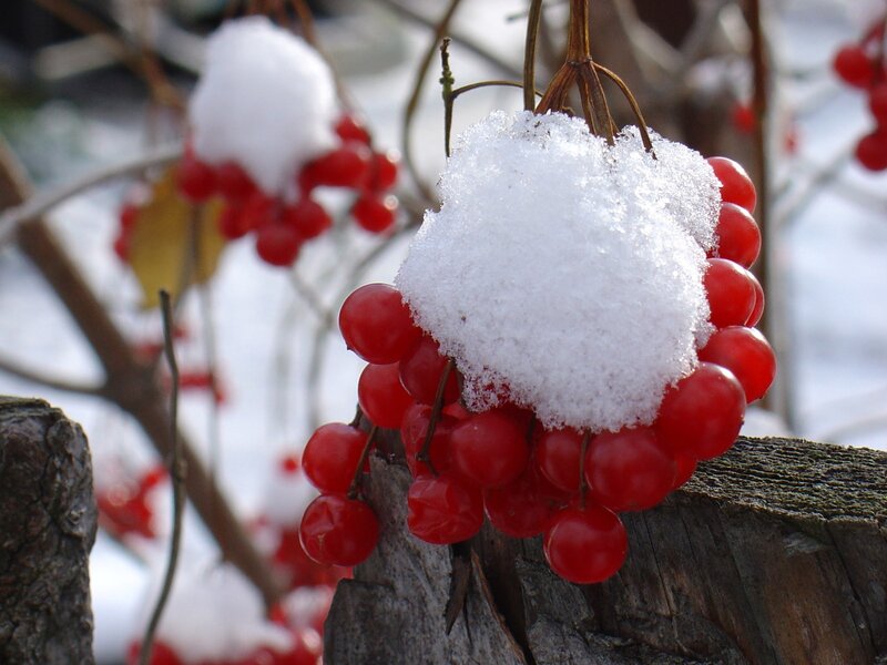 Red Berries with Snow — Calm, Winter