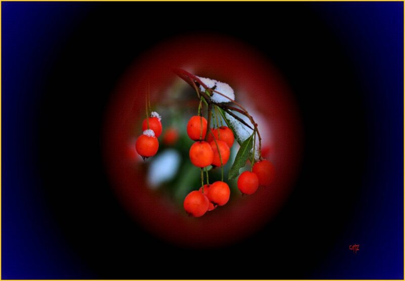 Red Berries with Snow — Dramatic
