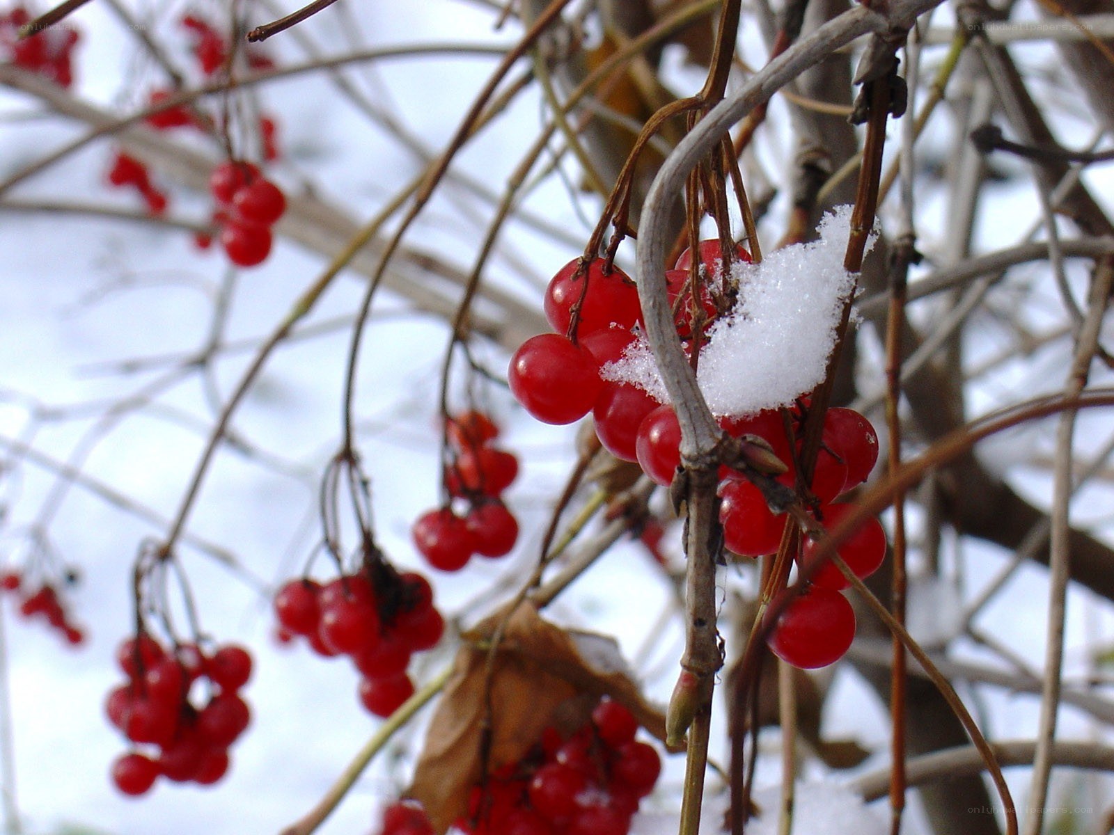 Red berries with snow on branches