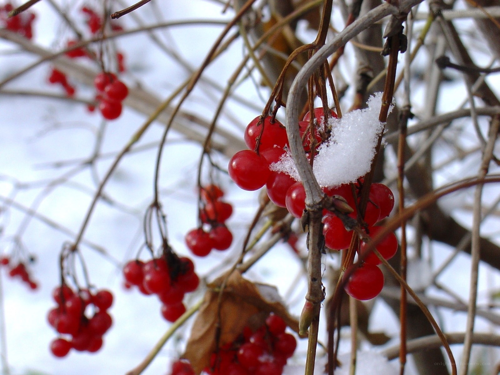 red berries with snow