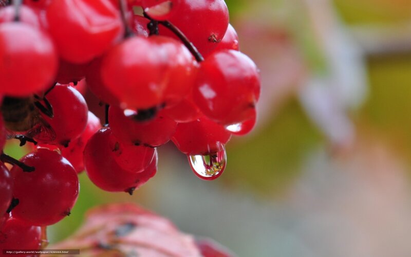 Red Berries with Water Droplet — Calm