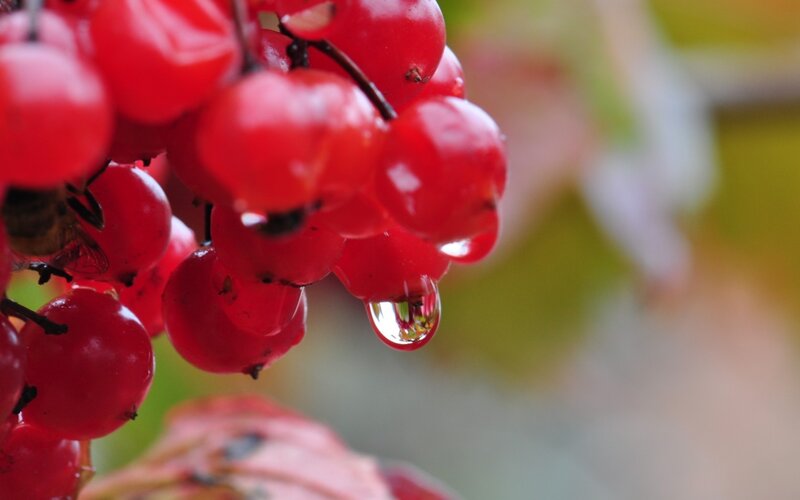 Red Berries with Water Droplet — Serene