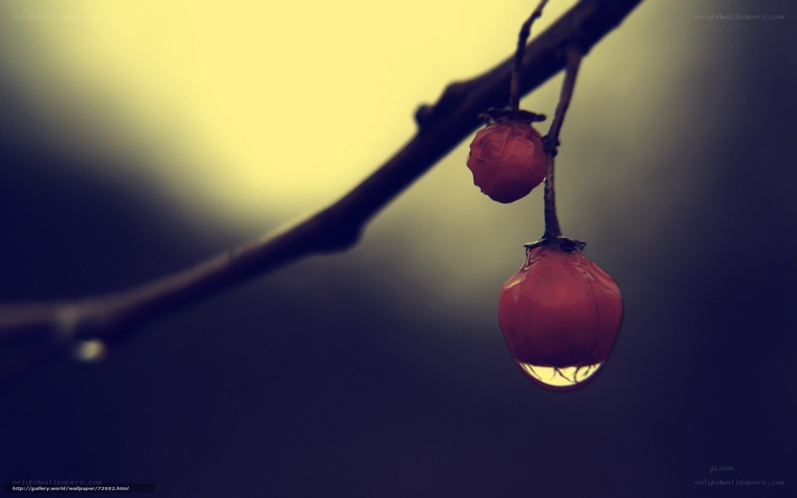 Red berries with water droplet