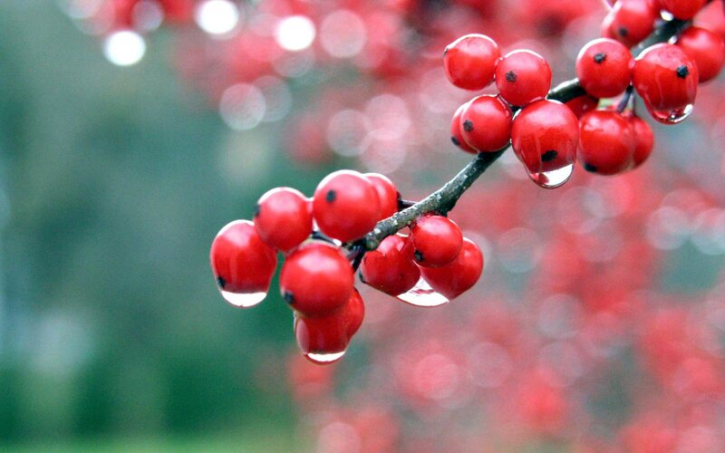 Red berries with water droplets