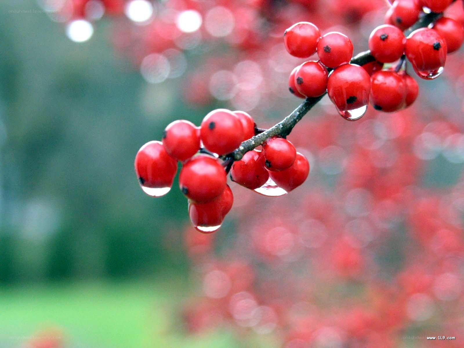 red berries with water droplets