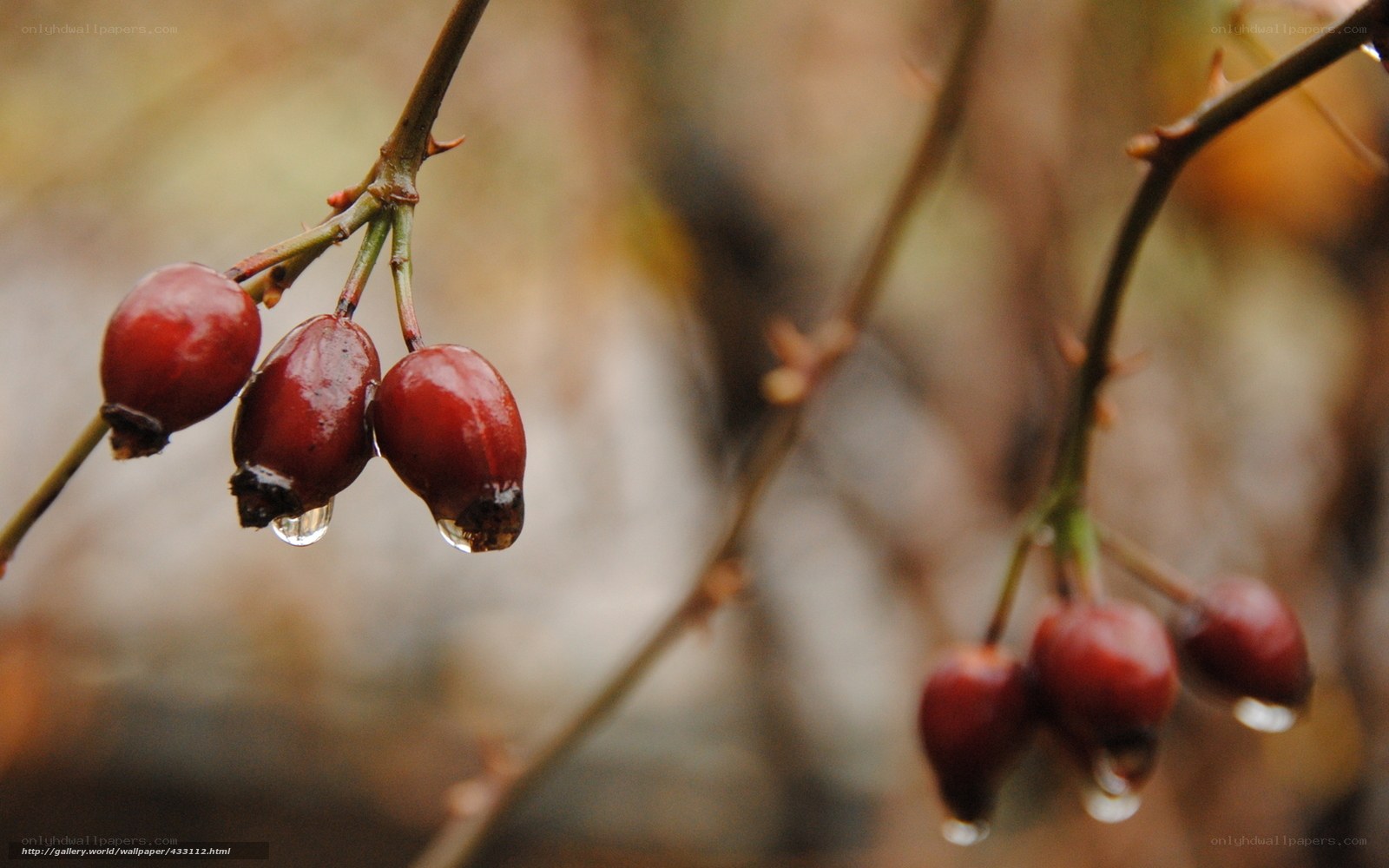 Red berries with water droplets