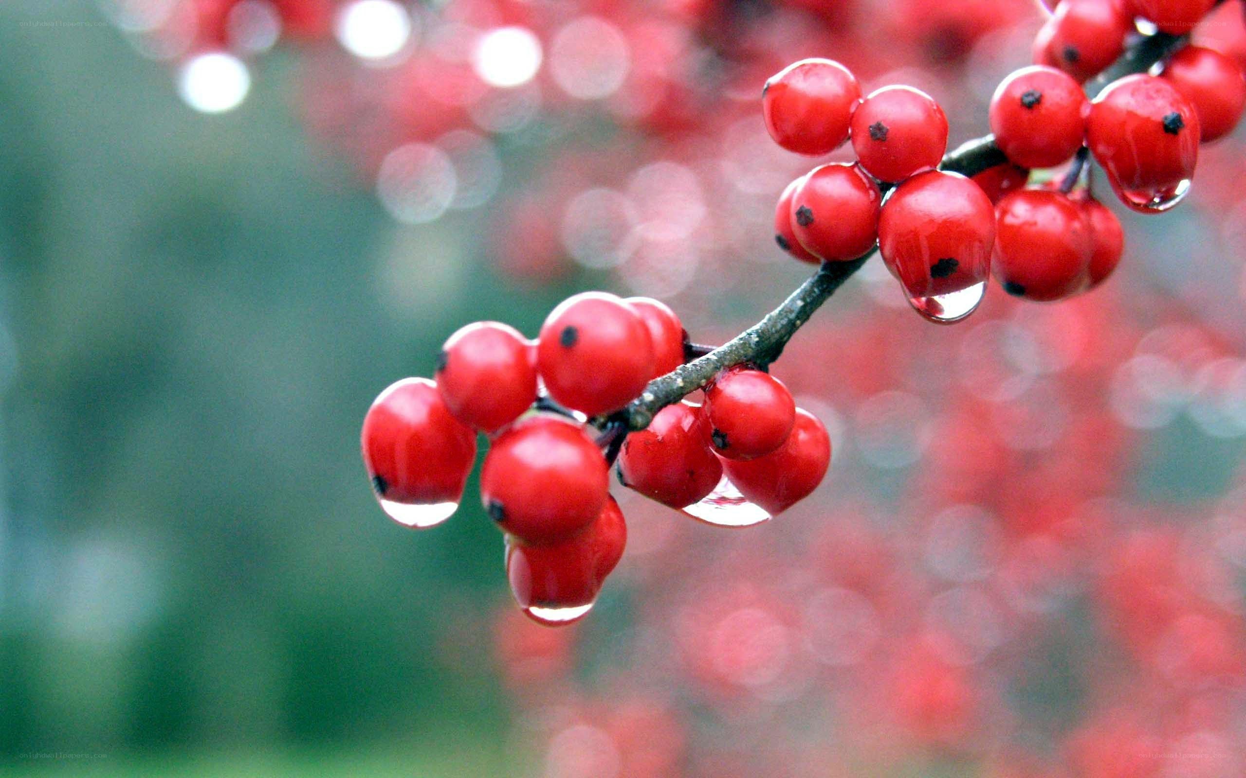 red berries with water droplets