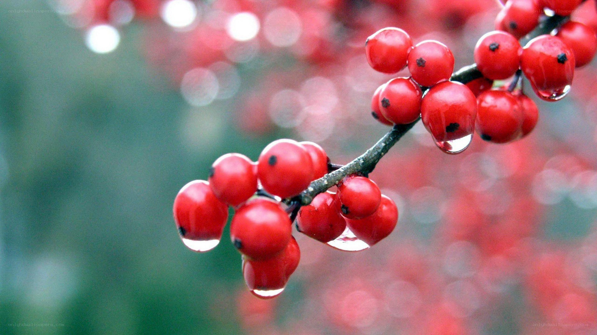 Red berries with water droplets