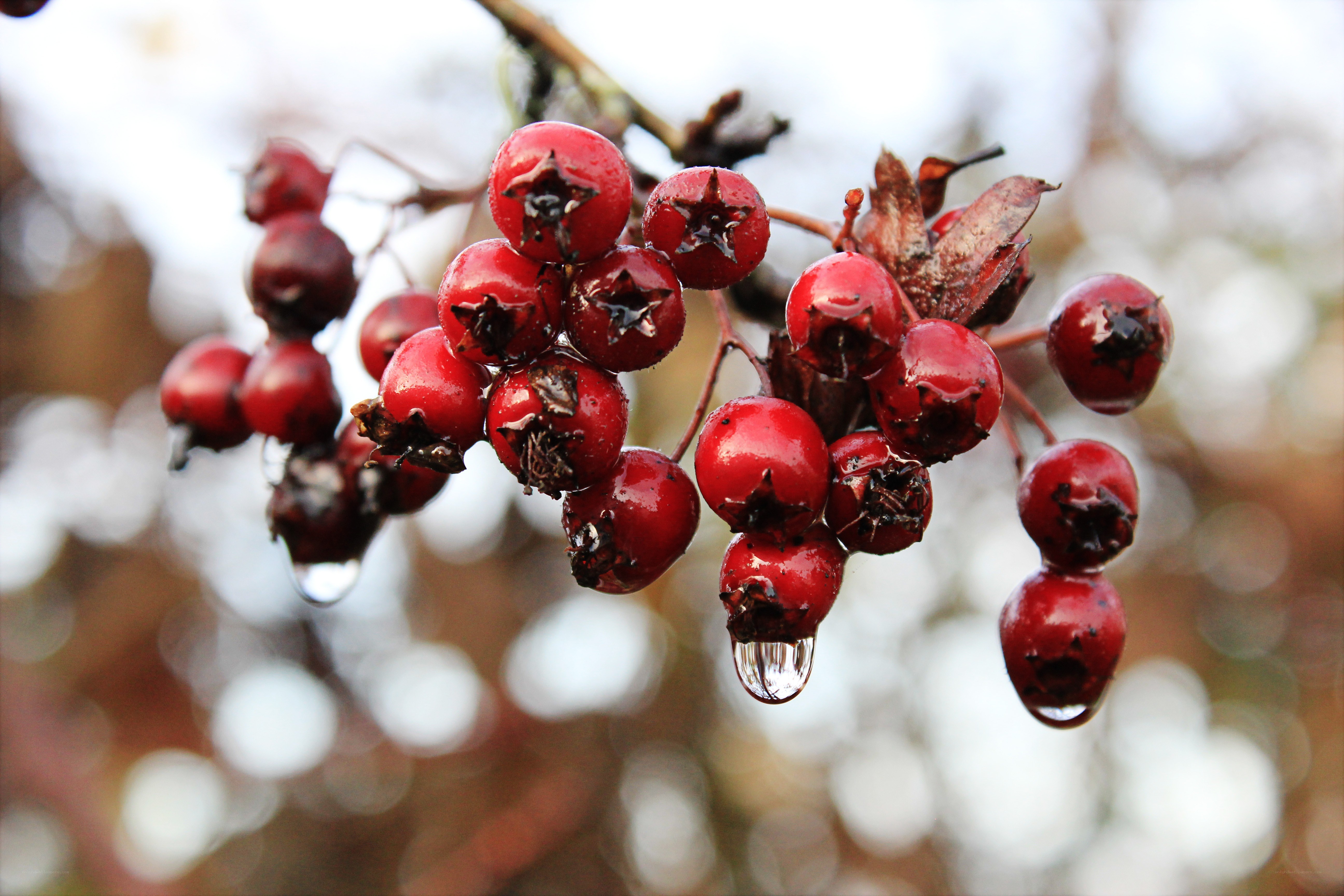 red berries with water droplets