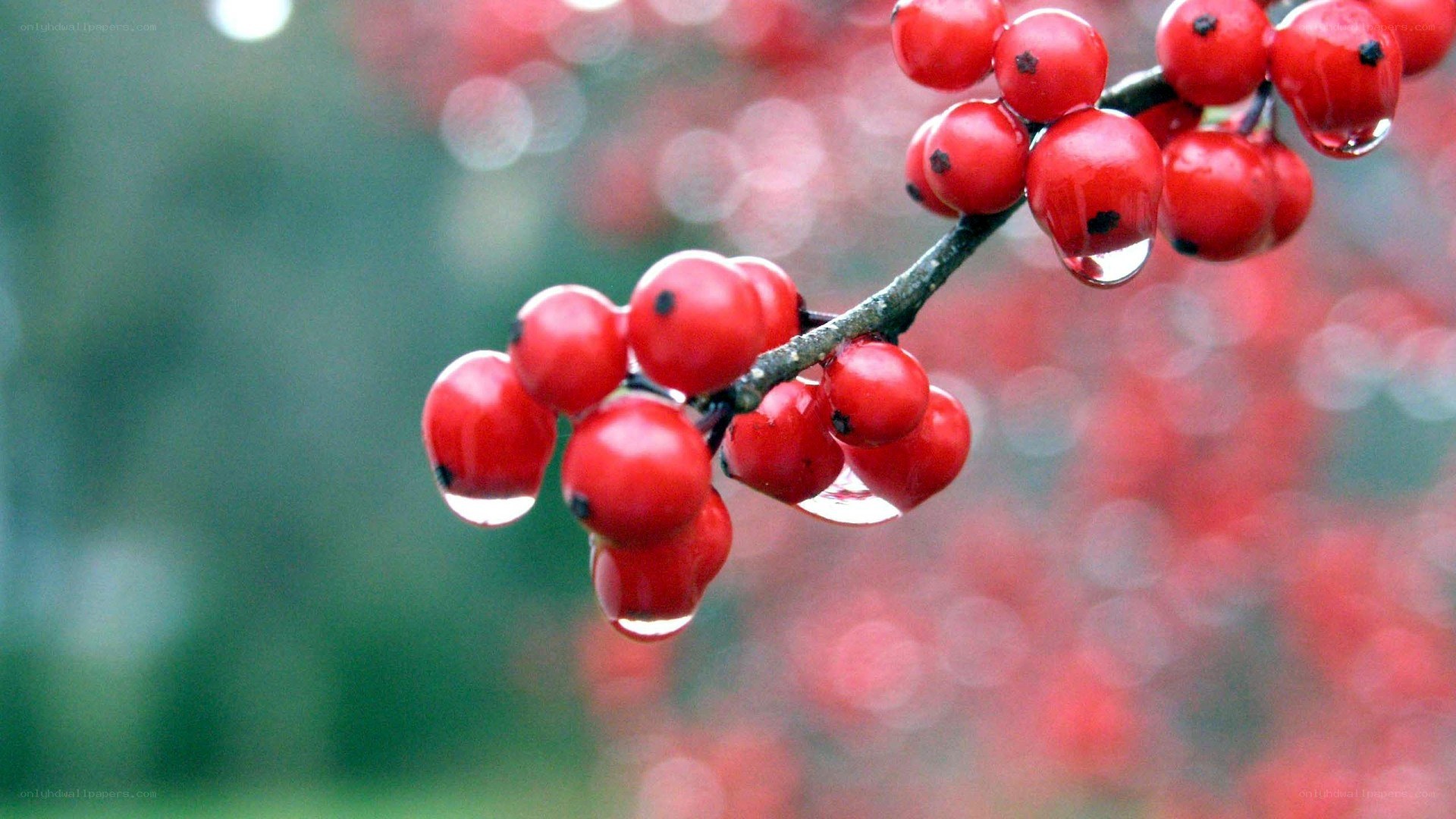 red berries with water droplets