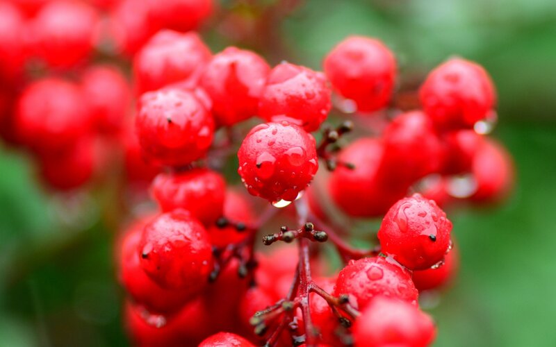 Red Berries with Water Droplets — Natural