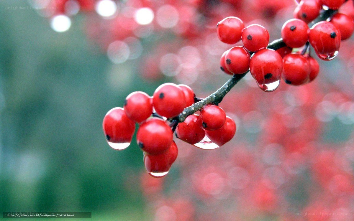 Red berries with water droplets