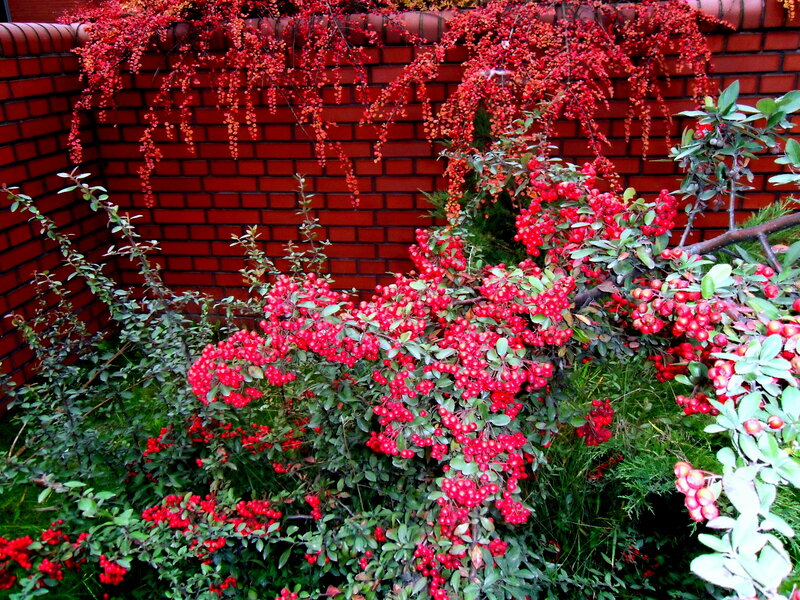 Red Berry Bush