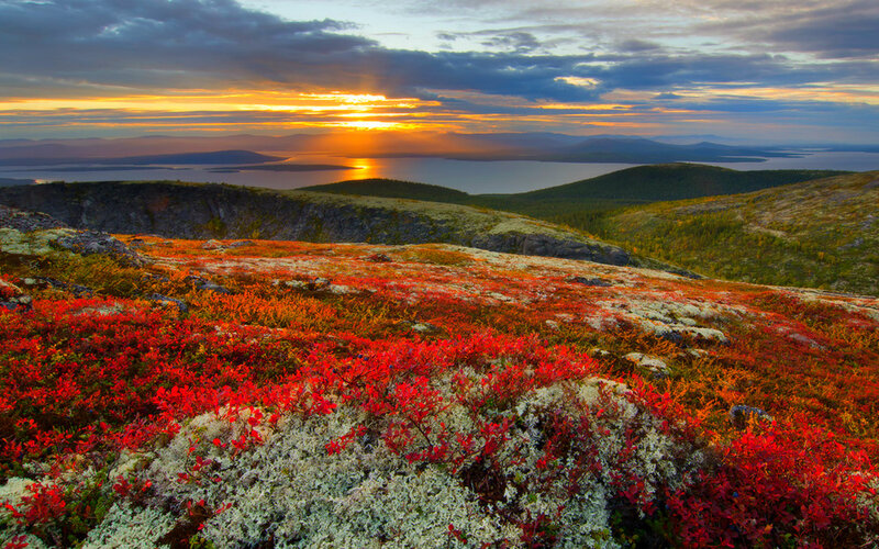 Red Berry Bushes — Dramatic