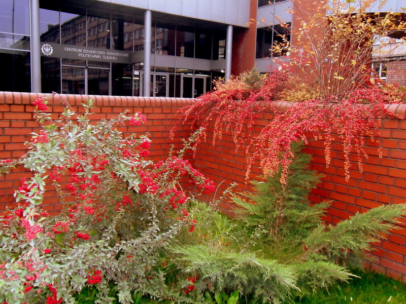 Red Berry Bushes