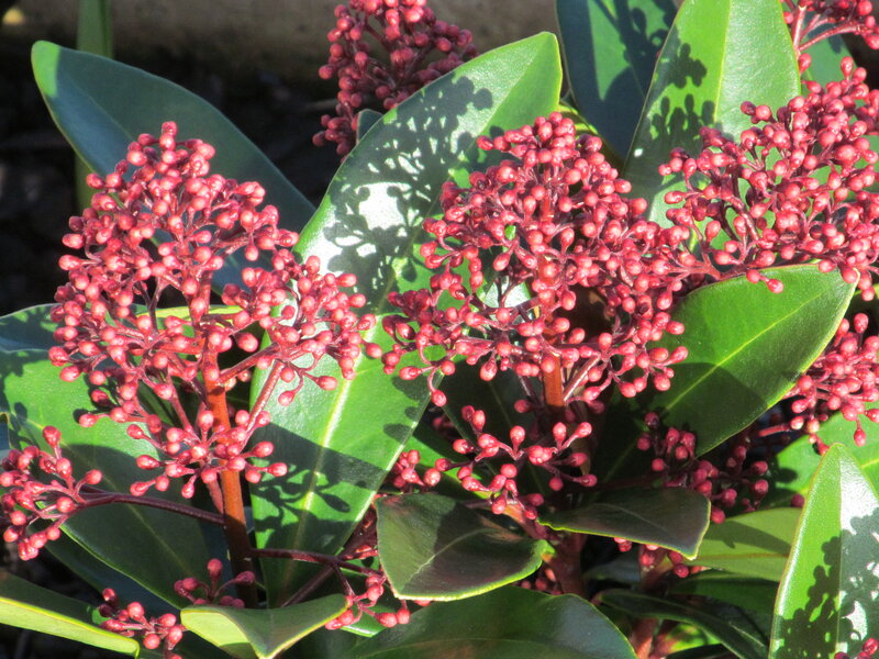 Red Berry Clusters on Green Leaves