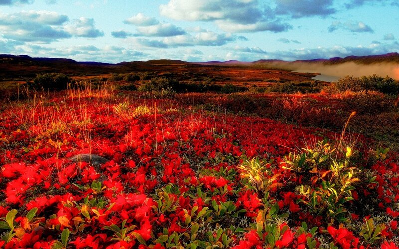 Red berry fields in autumn