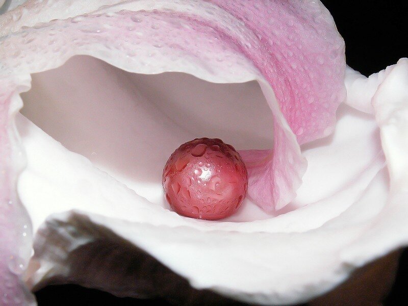 Red Berry in Flower