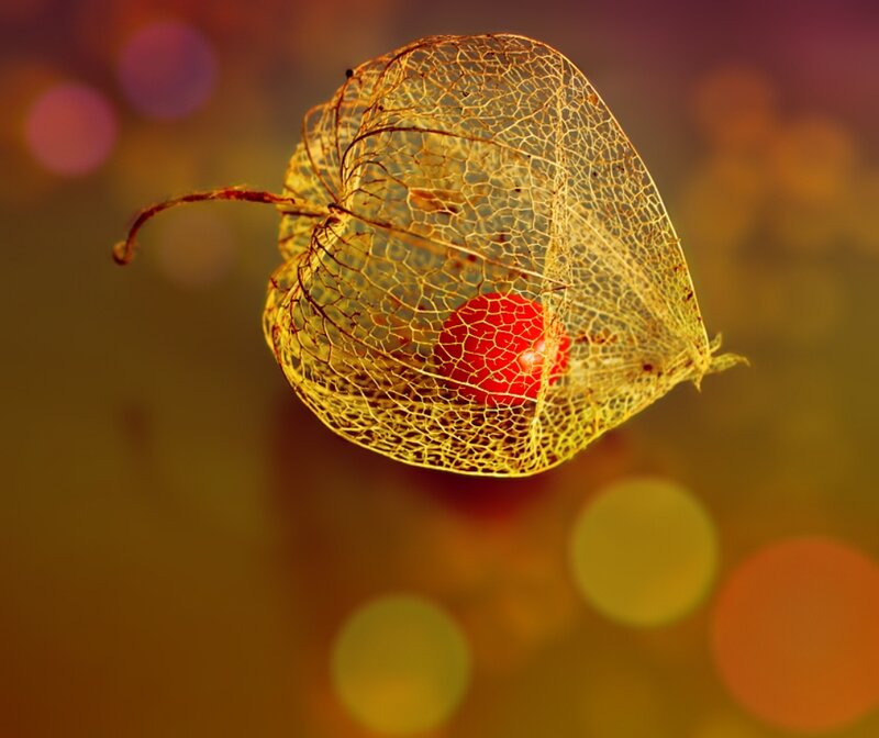 Red Berry in Husk — Serene
