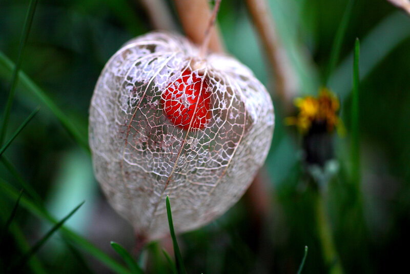Red Berry in Husk