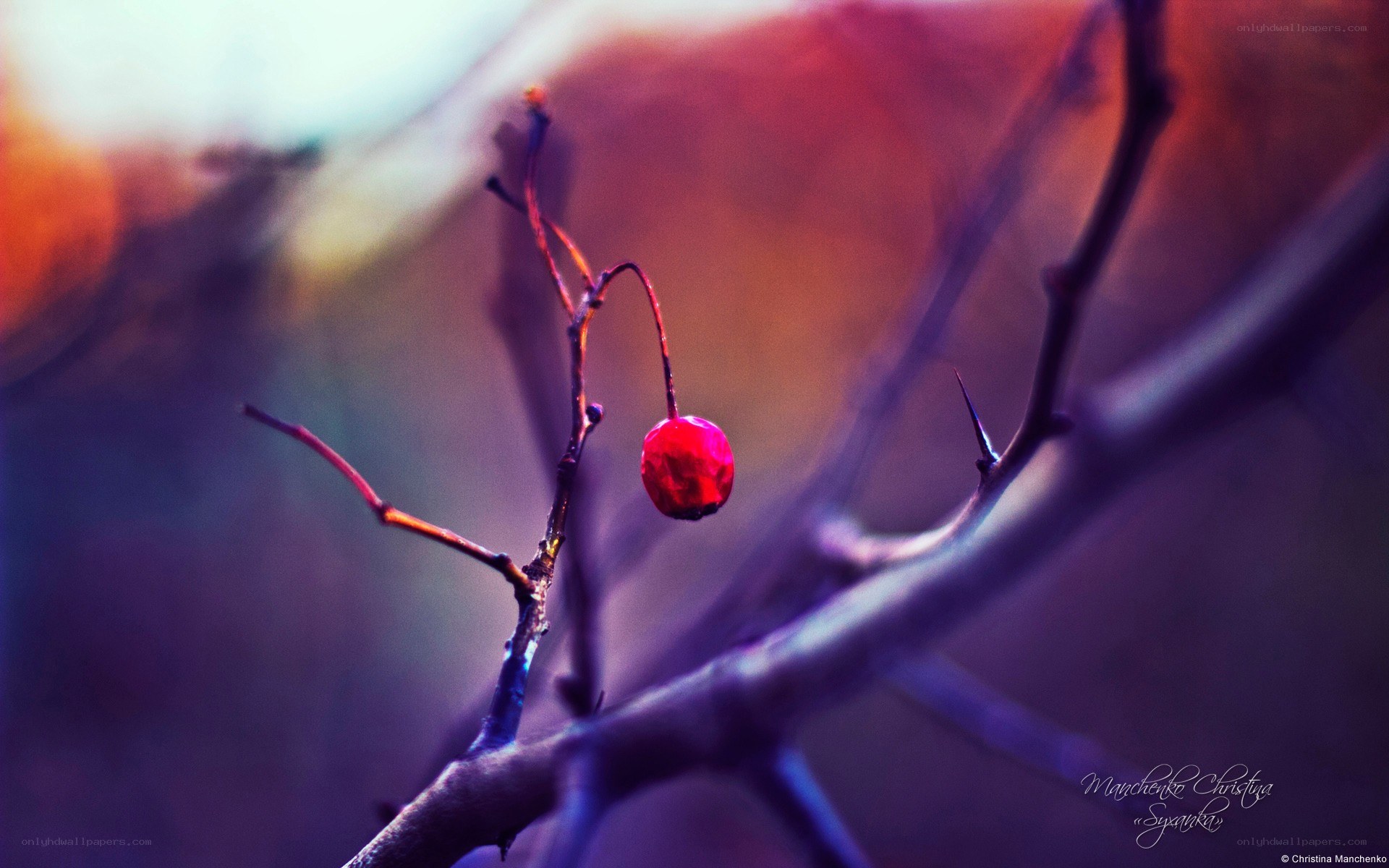 red berry on a bare branch