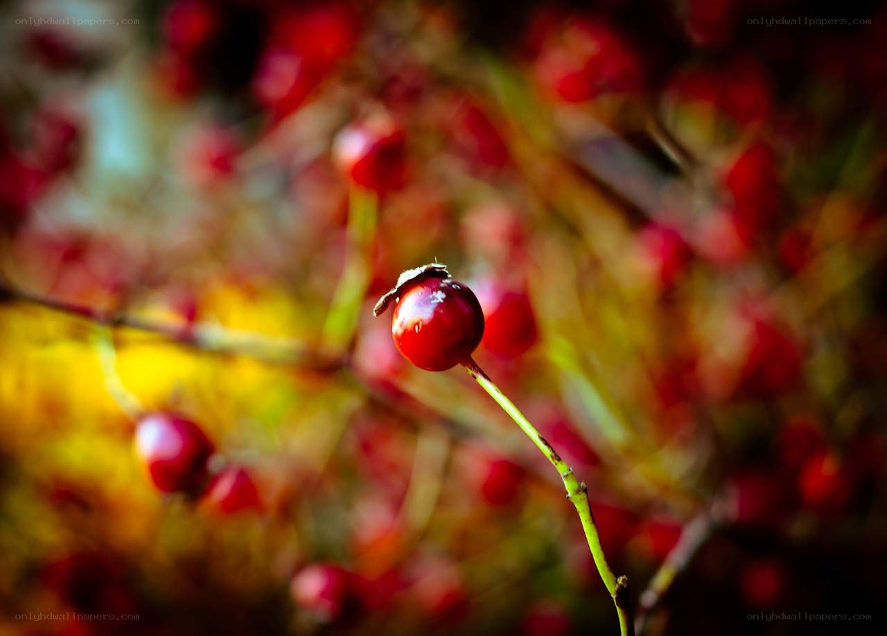 Red berry on a branch