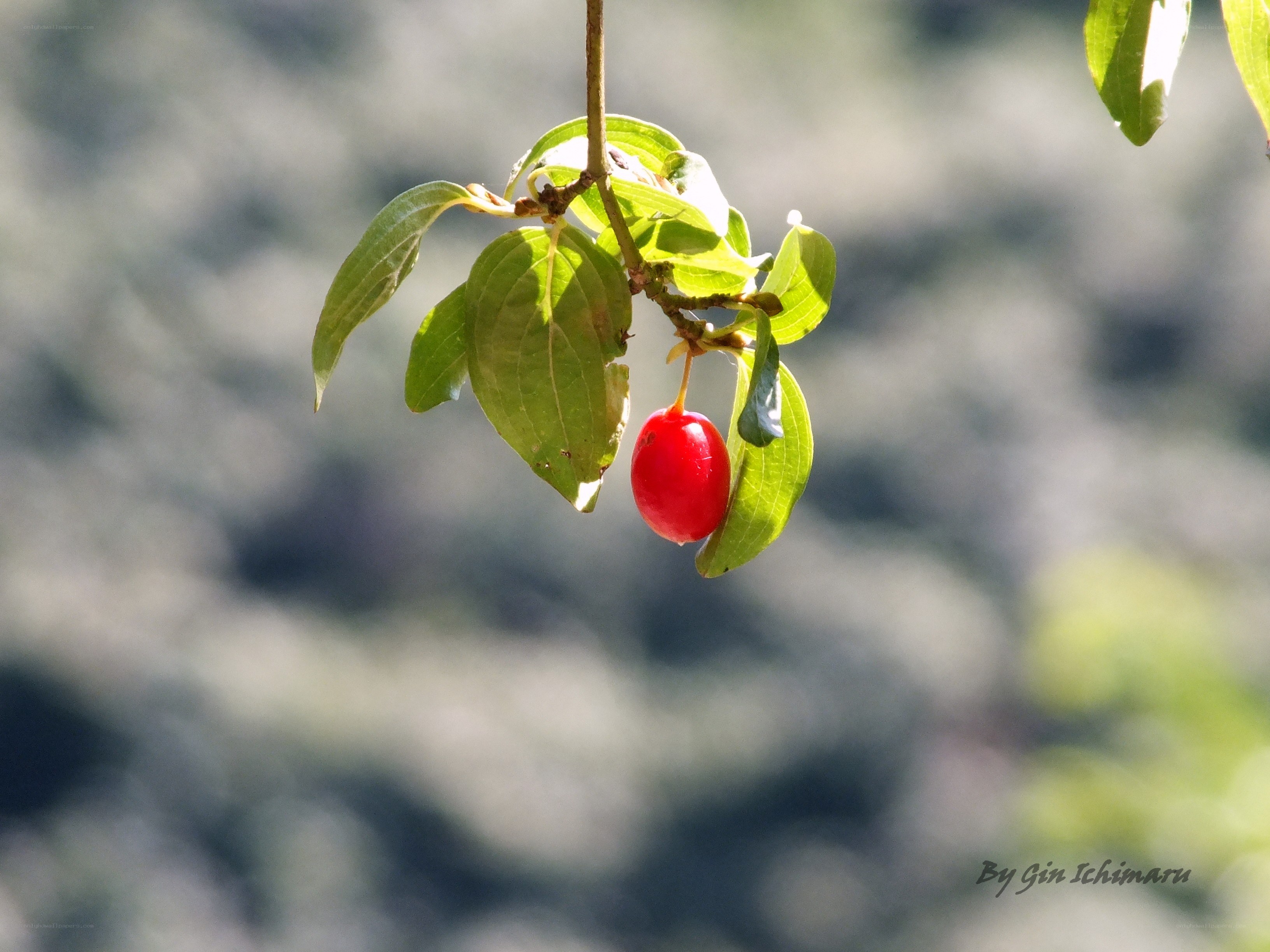Red berry on a branch