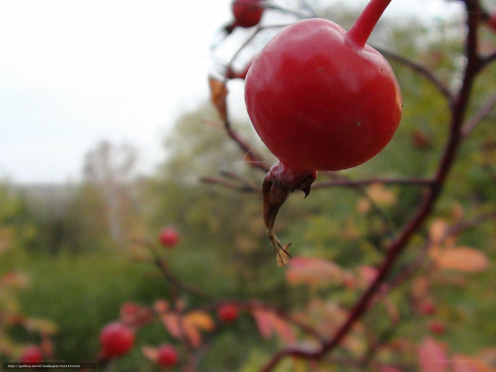 Red berry on a branch