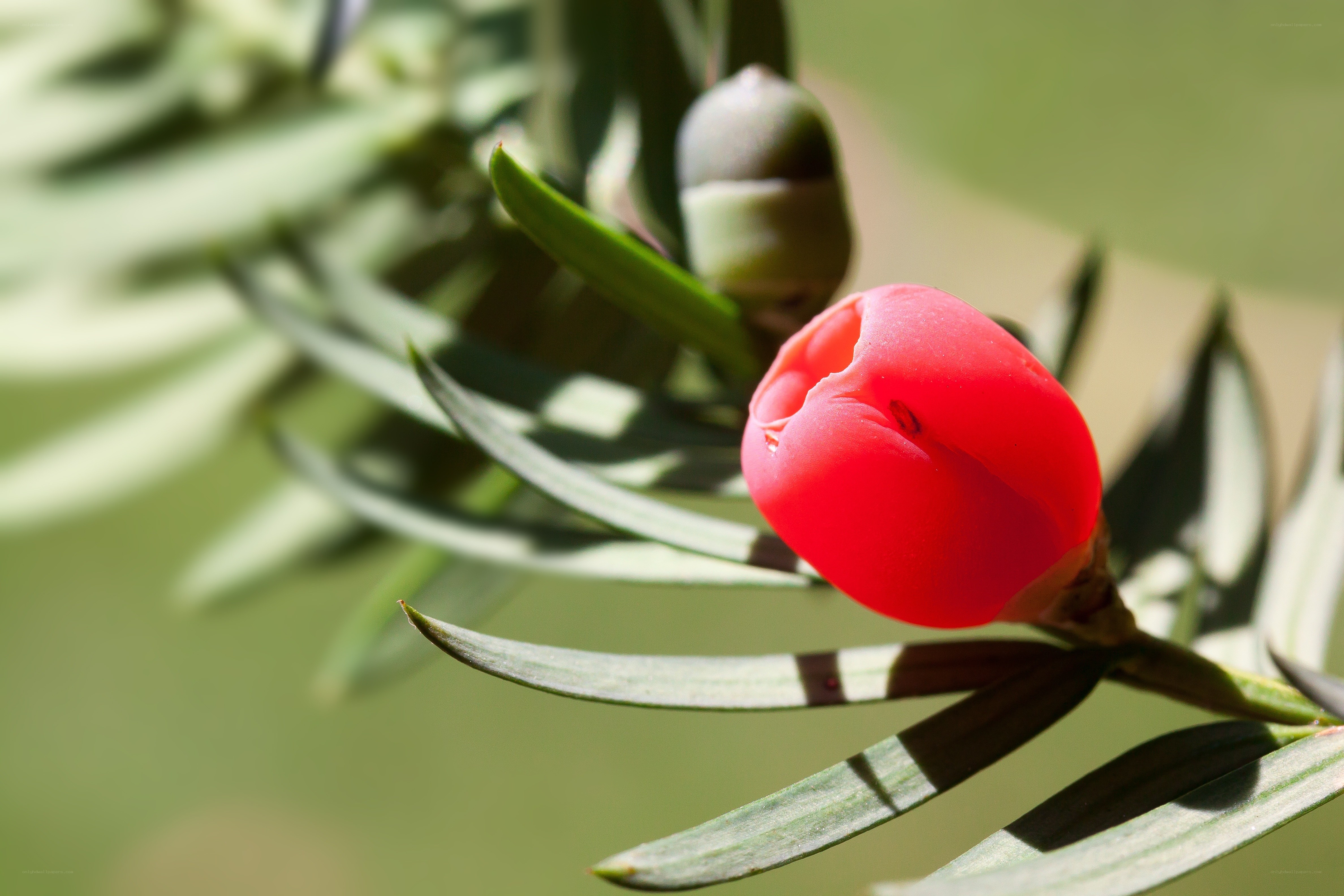 Red berry on a conifer branch
