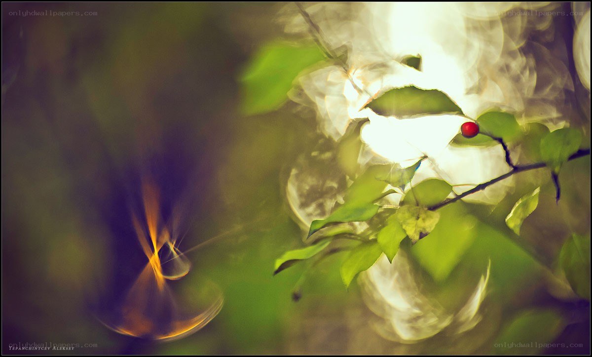 Red berry on a leafy branch