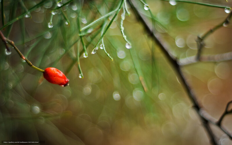 Red berry on a rainy branch