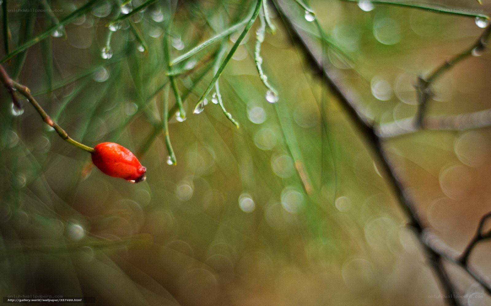 Red berry on a rainy branch