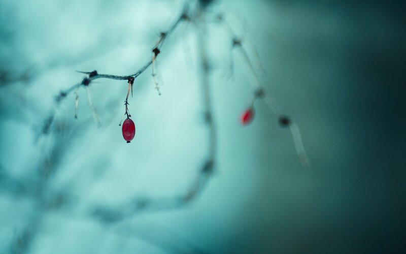 Red Berry on Branch — Teal