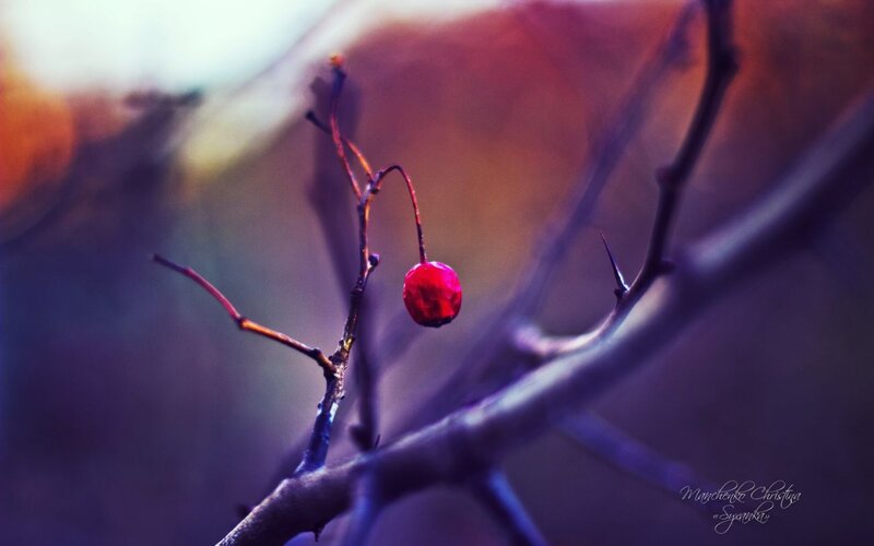 Red Berry on Branch