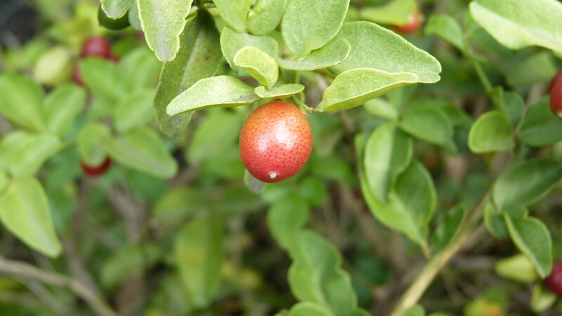 Red Berry on Green Bush