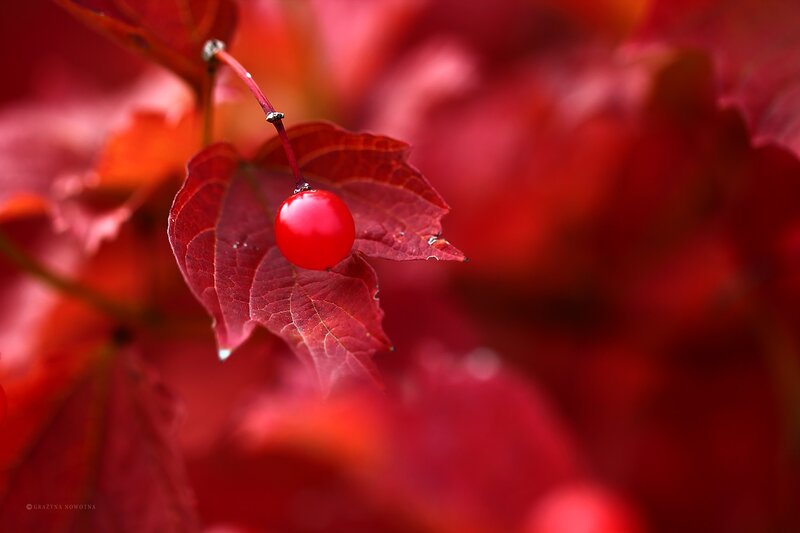 Red Berry on Leaf