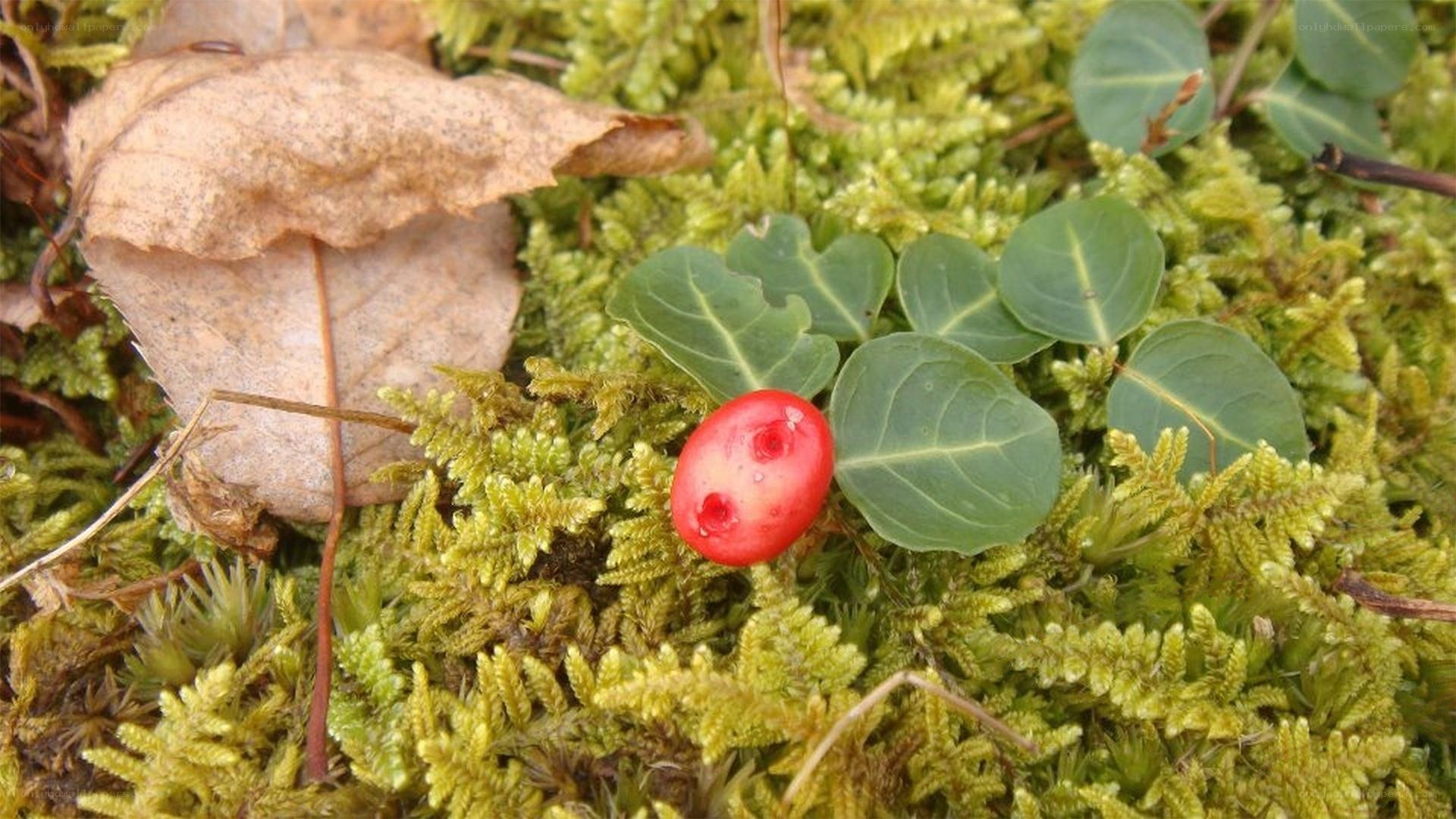 red berry on mossy ground
