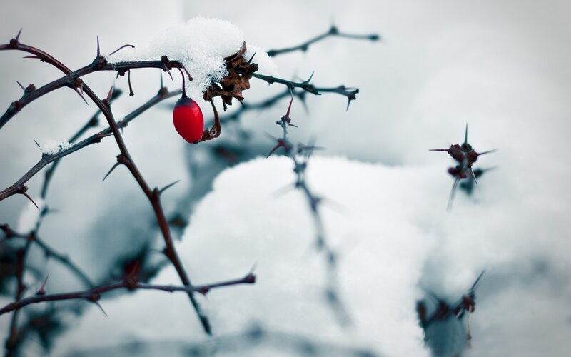 Red berry on snowy branch