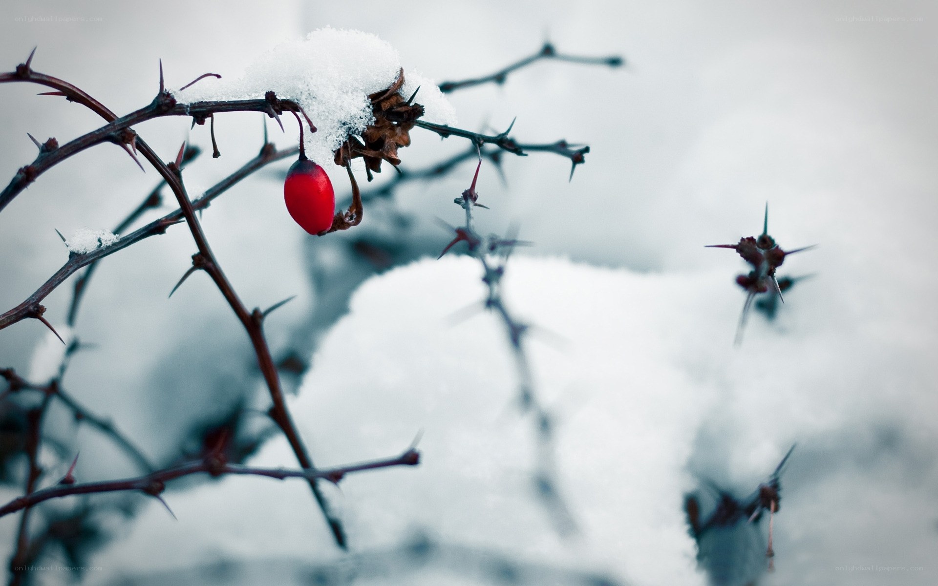 Red berry on snowy branch