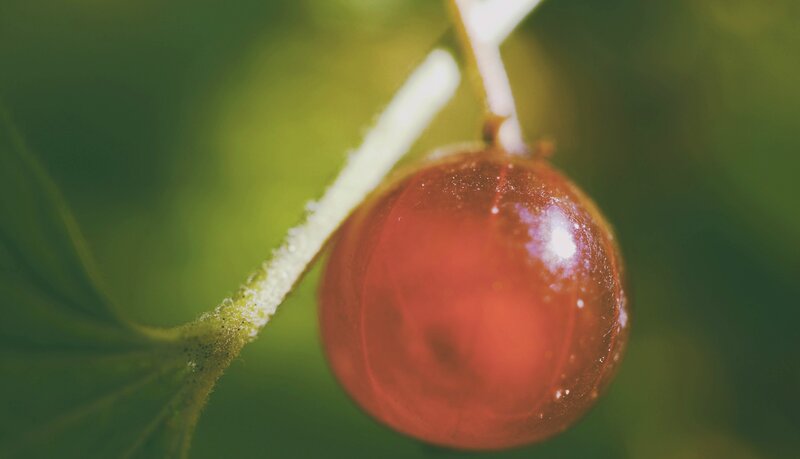 Red Berry on Stem — Green