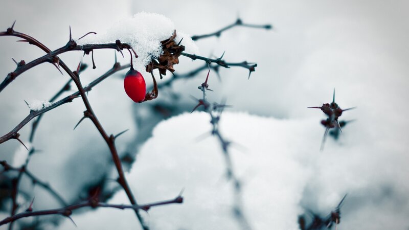 Red Berry on Thorny Branch