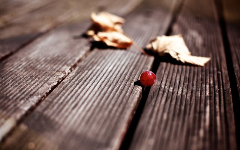 Red berry on wooden planks