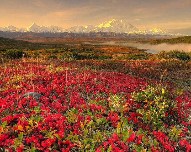 Red Berry Plants in Tundra — Serene, Sunset